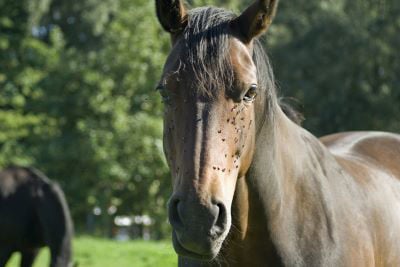 Horse with flies on its face